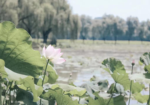 浙江大學