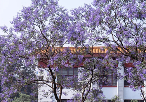 四川大學